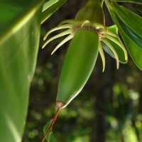 Bruguiera gymnorhiza (L.) Lam.
